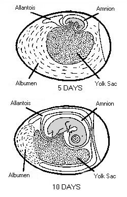 embryo1