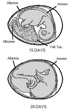 embryo2