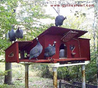 guinea fowl juga dipanggil "burung"